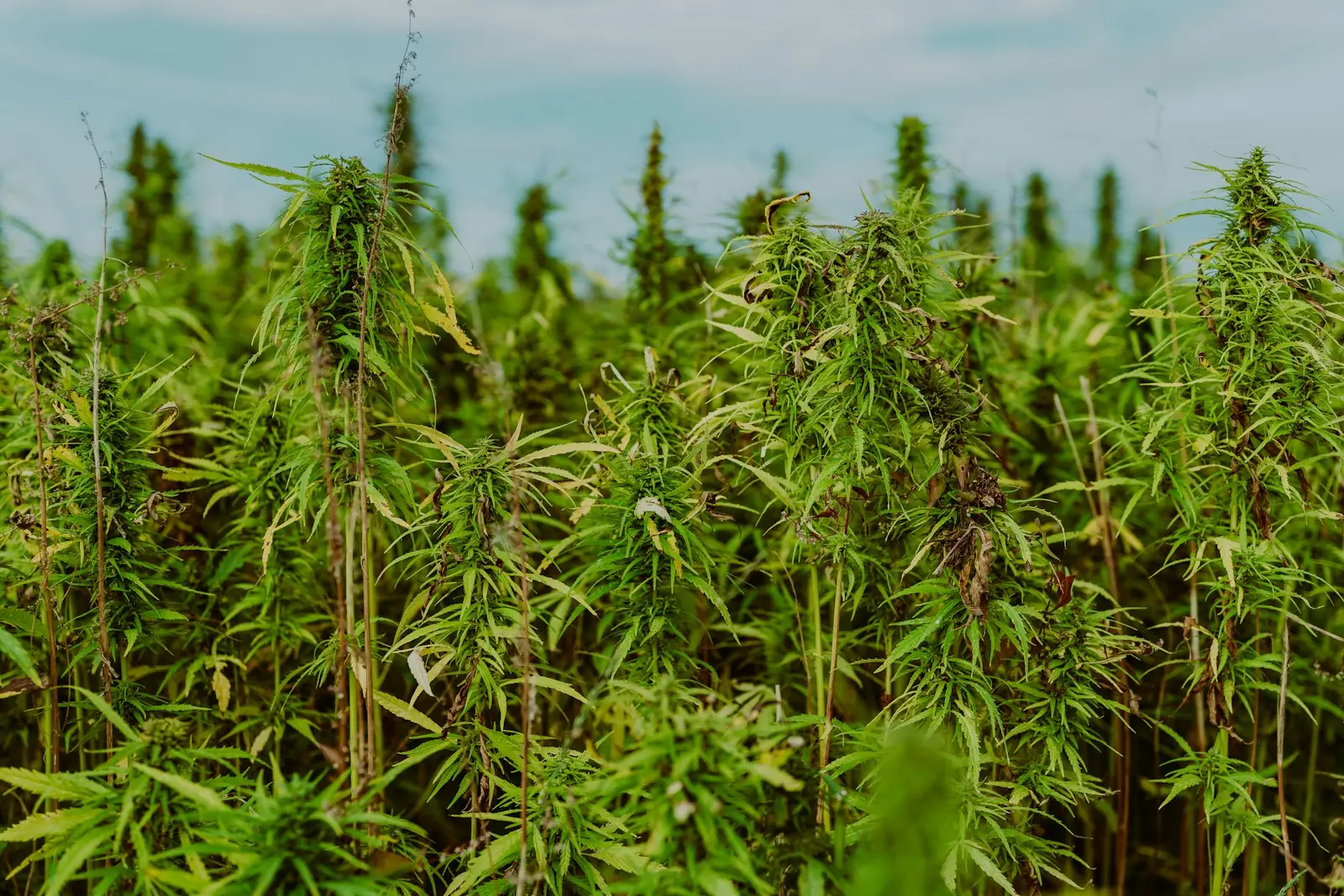 CBD Hanfpflanzen aus biologischem Anbau
